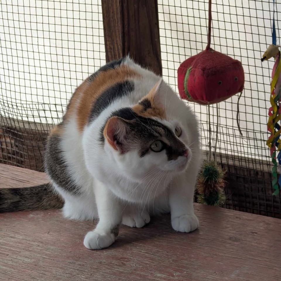 Patty (bonded with Bertie)