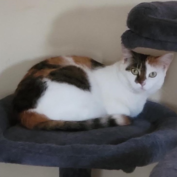 Patty (bonded with Bertie)
