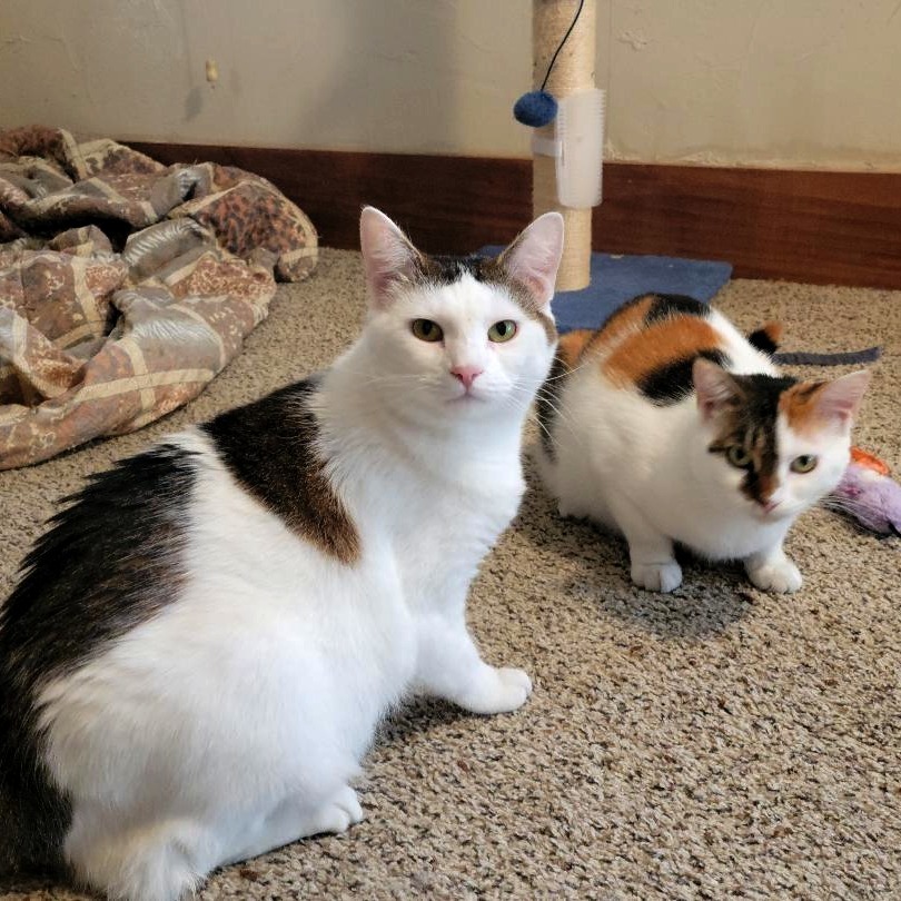 Bertie (bonded with Patty)