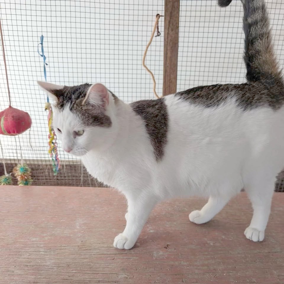Bertie (bonded with Patty)