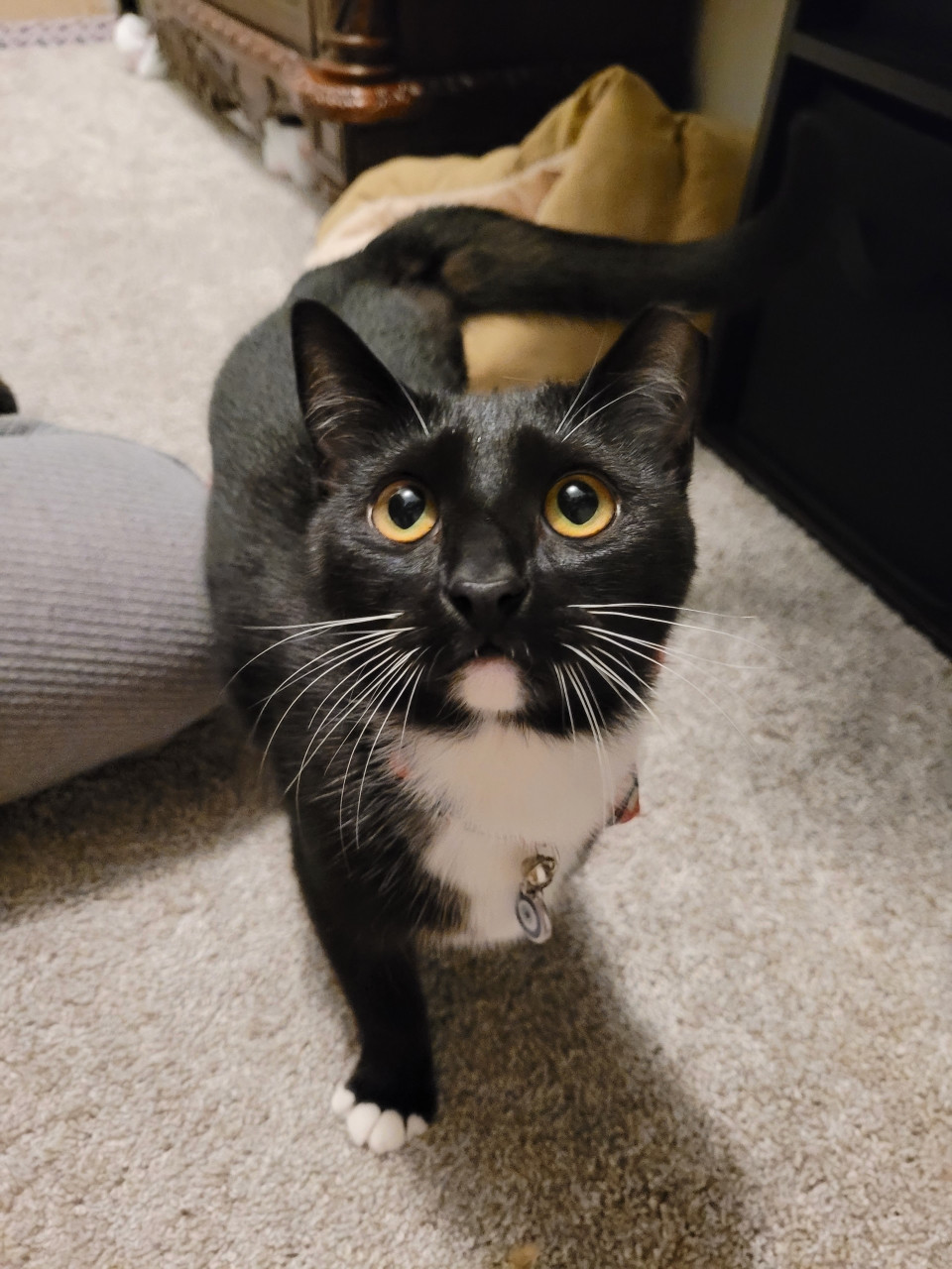 Tinkerbelle