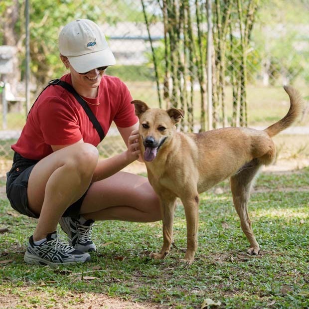 Motor (Soi Dog), an adoptable Shiba Inu, Jindo in San Diego, CA, 92117 | Photo Image 4