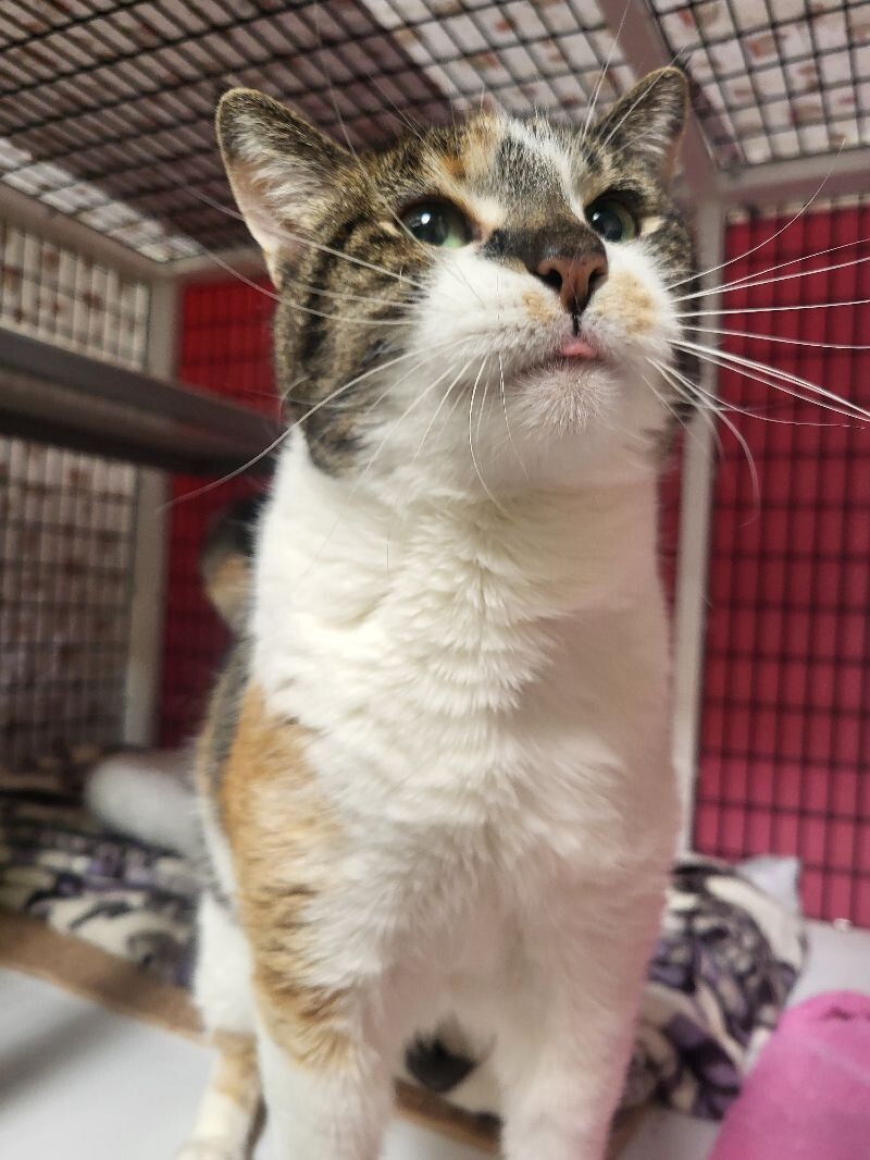 Stella, an adoptable Domestic Short Hair in Diamond Springs, CA, 95619 | Photo Image 1