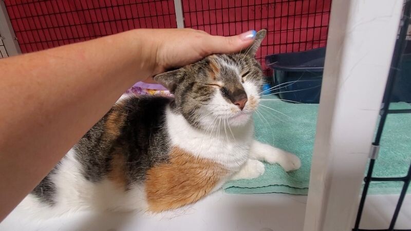 Stella, an adoptable Domestic Short Hair in Diamond Springs, CA, 95619 | Photo Image 2