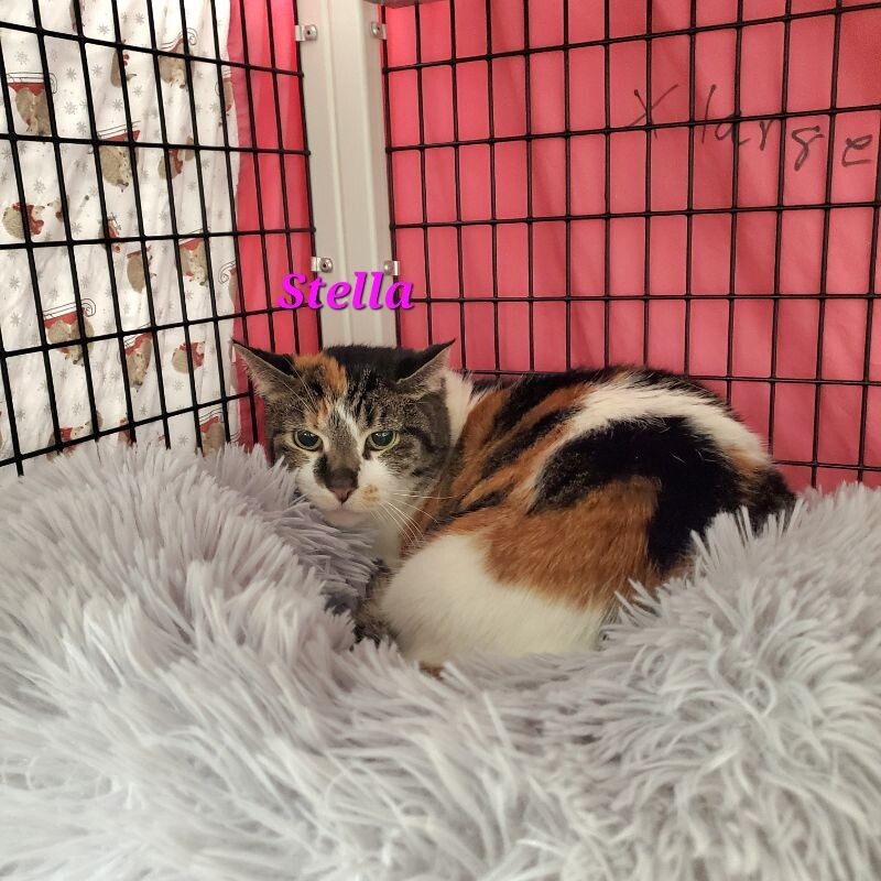 Stella, an adoptable Domestic Short Hair in Diamond Springs, CA, 95619 | Photo Image 3