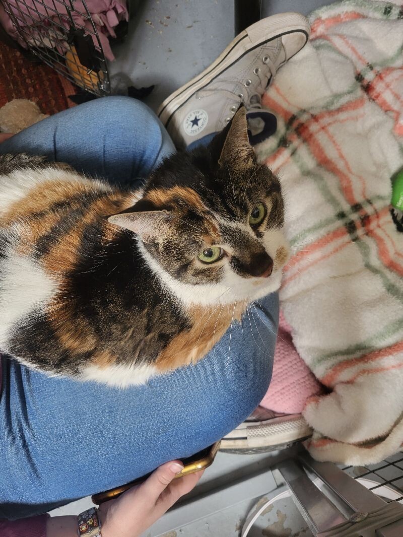 Stella, an adoptable Domestic Short Hair in Diamond Springs, CA, 95619 | Photo Image 3