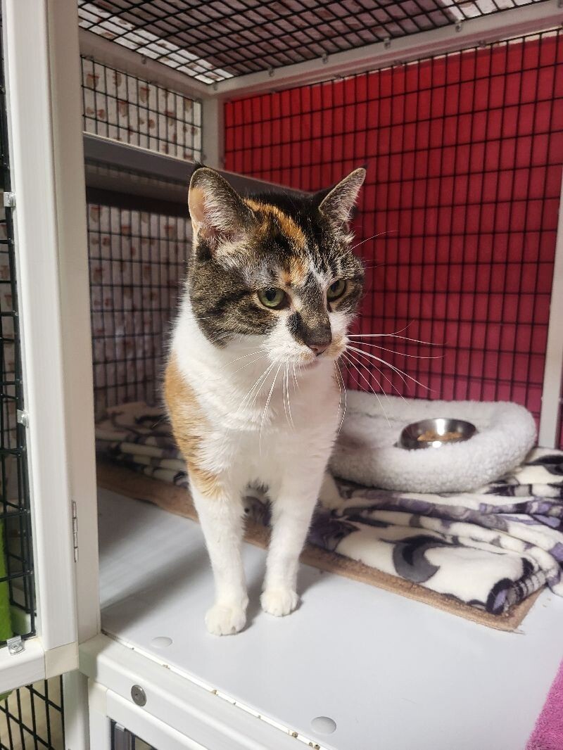 Stella, an adoptable Domestic Short Hair in Diamond Springs, CA, 95619 | Photo Image 4