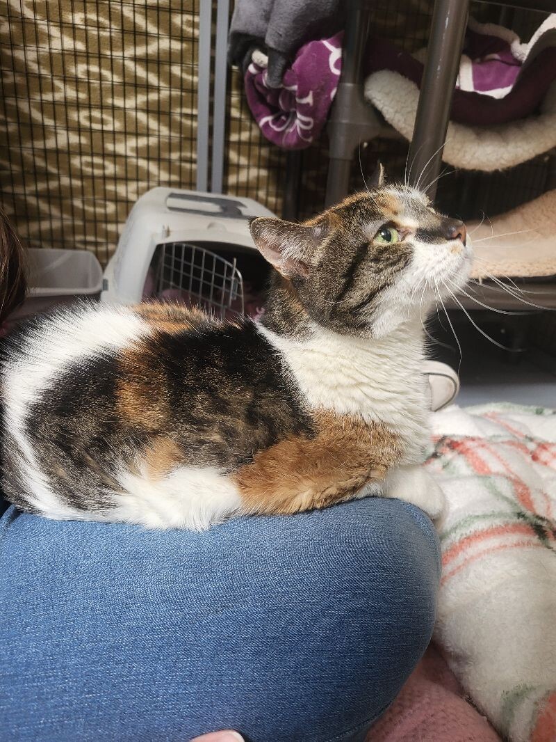 Stella, an adoptable Domestic Short Hair in Diamond Springs, CA, 95619 | Photo Image 4