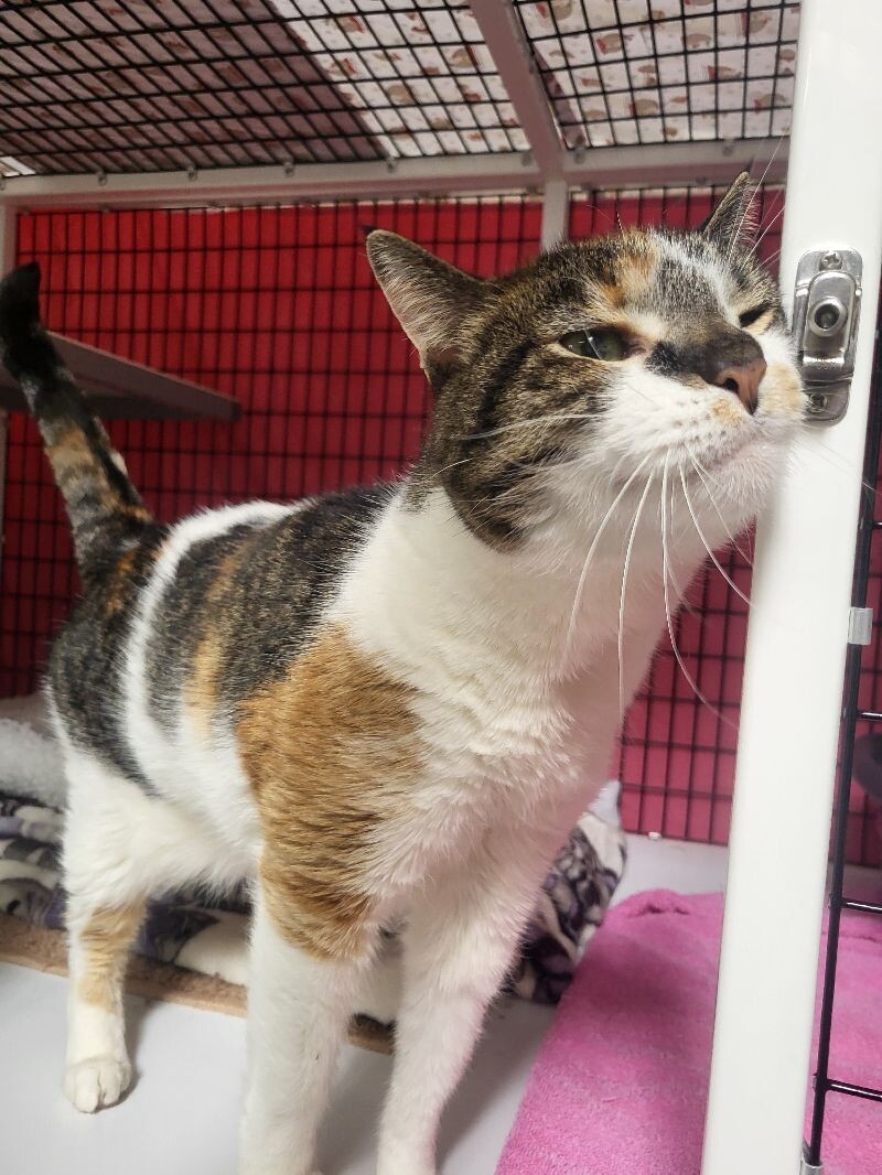 Stella, an adoptable Domestic Short Hair in Diamond Springs, CA, 95619 | Photo Image 5