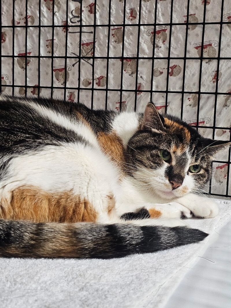 Stella, an adoptable Domestic Short Hair in Diamond Springs, CA, 95619 | Photo Image 6