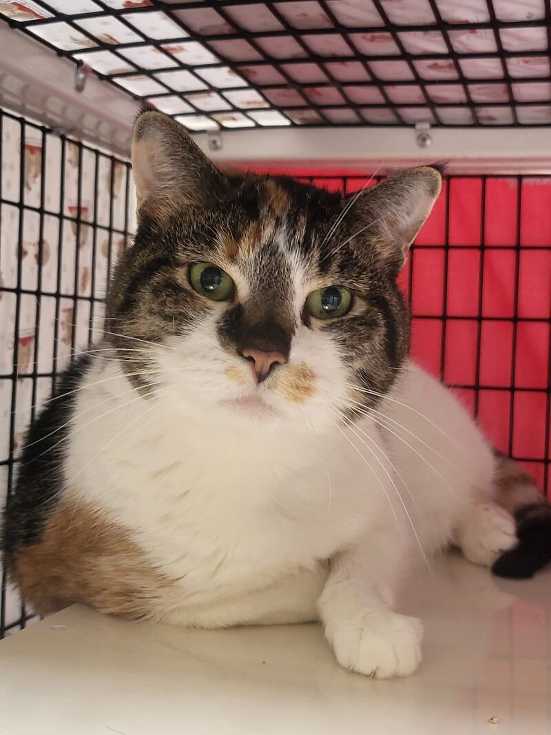 Stella, an adoptable Domestic Short Hair in Diamond Springs, CA, 95619 | Photo Image 6