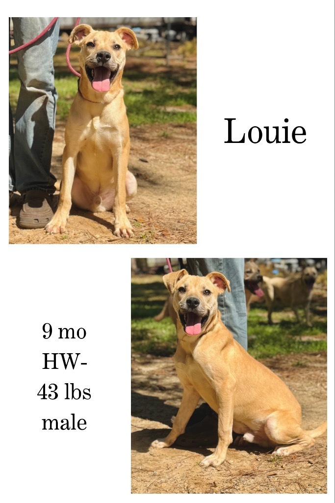 Louie