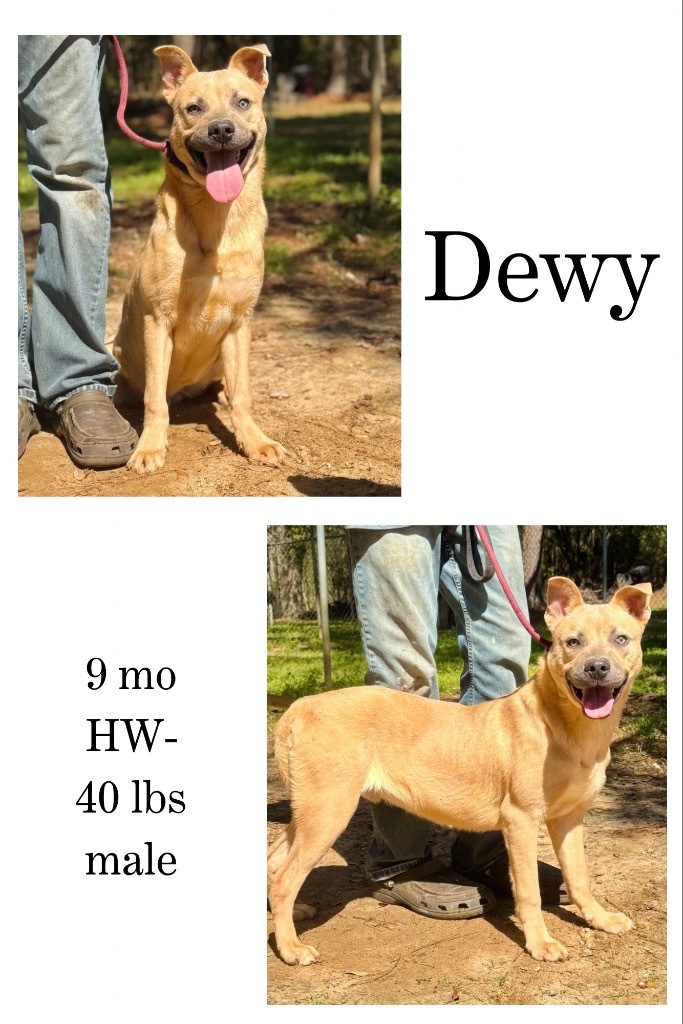 Dewy