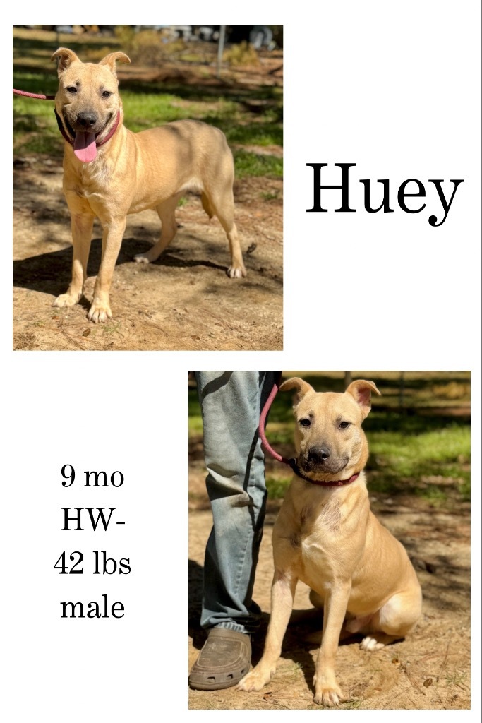 Huey
