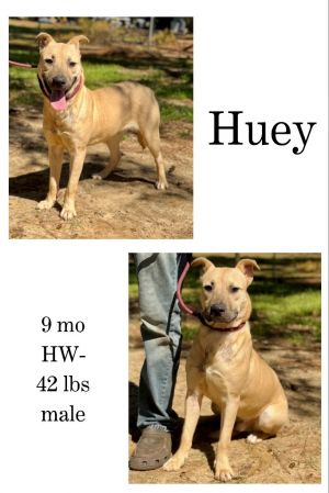 Huey, Young Male unknown