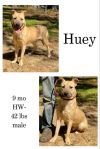 Huey photo 1