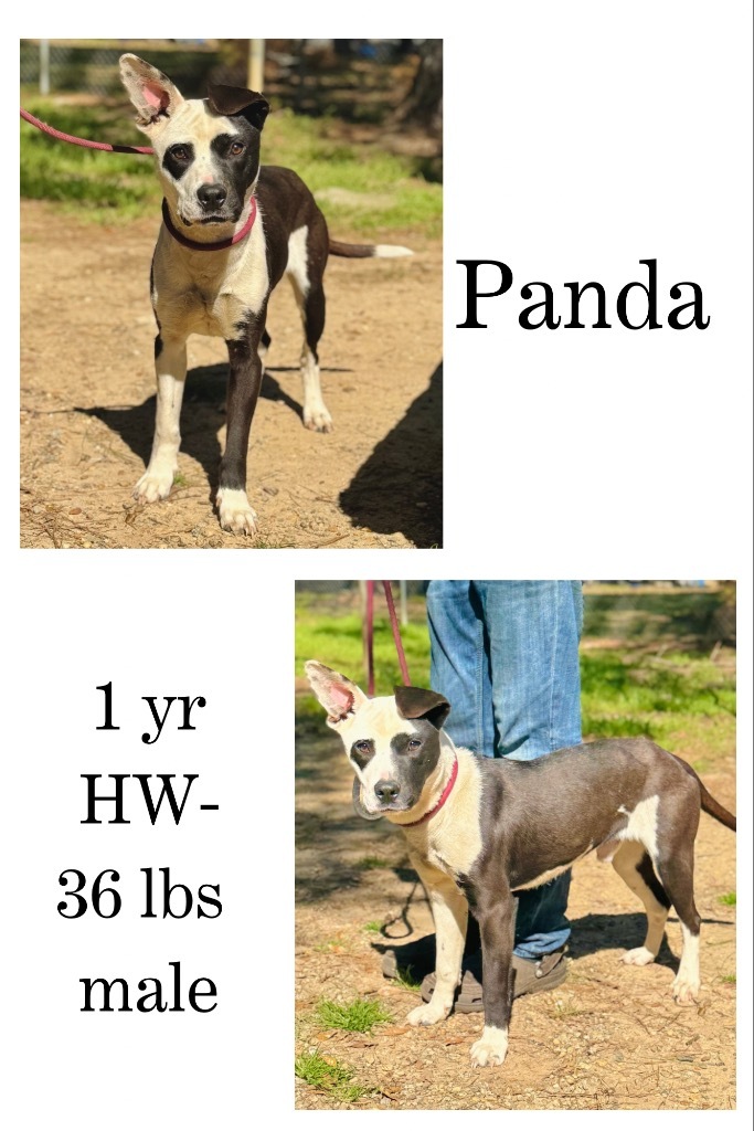 Panda