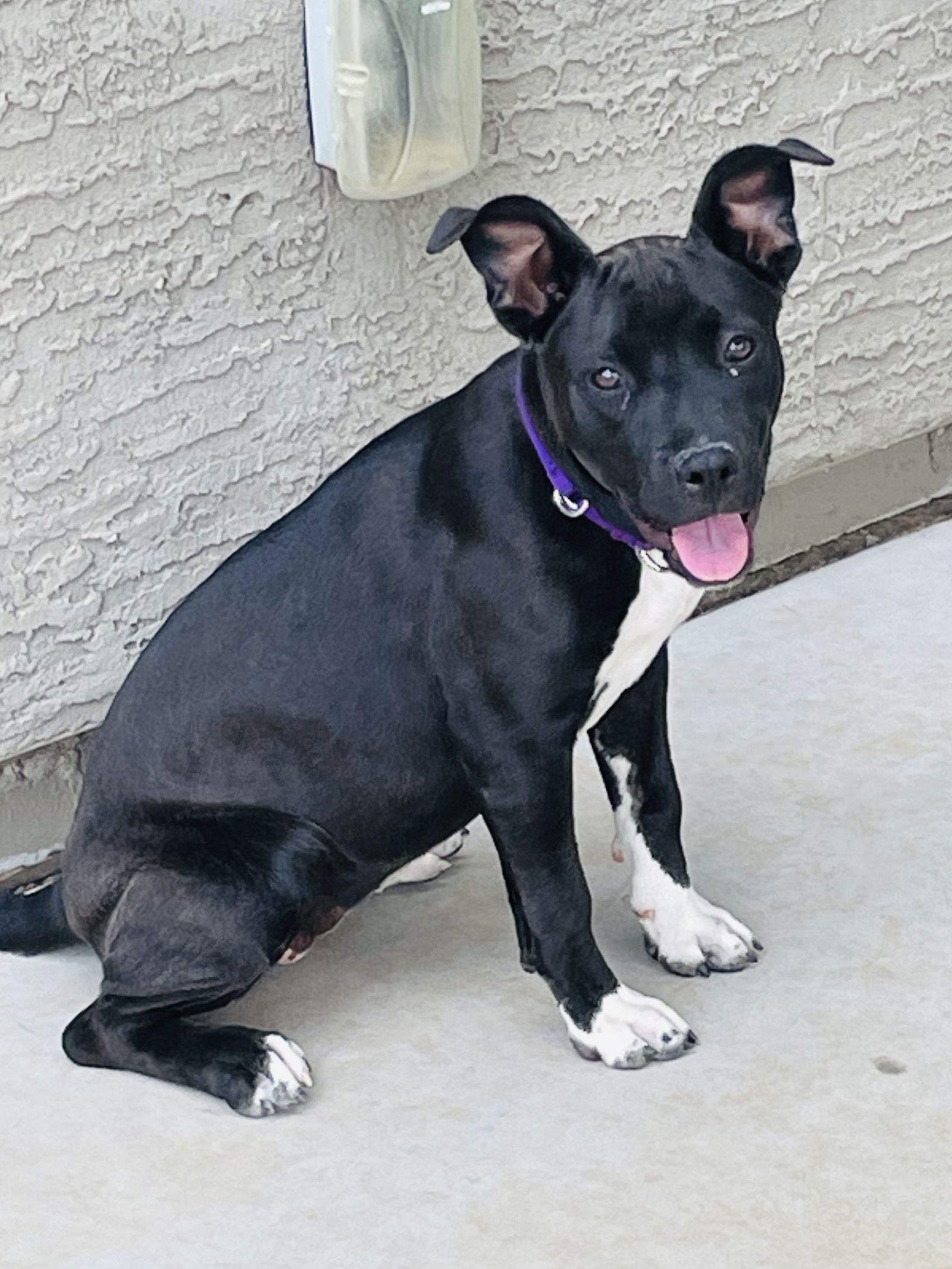 Oreo Belle