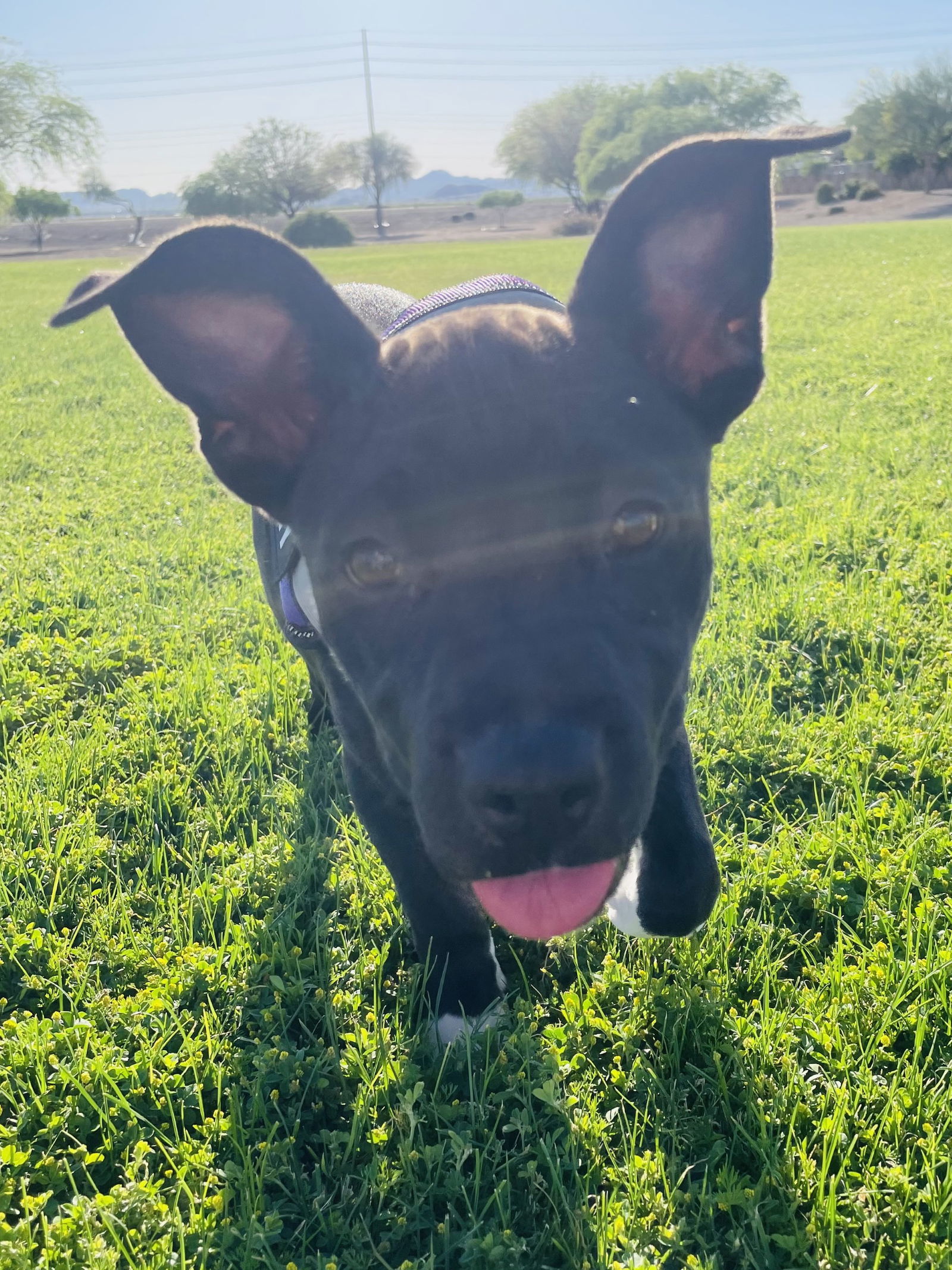 Oreo Belle
