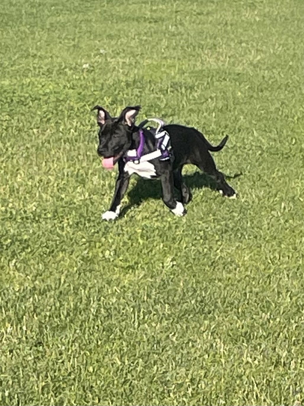 Oreo Belle