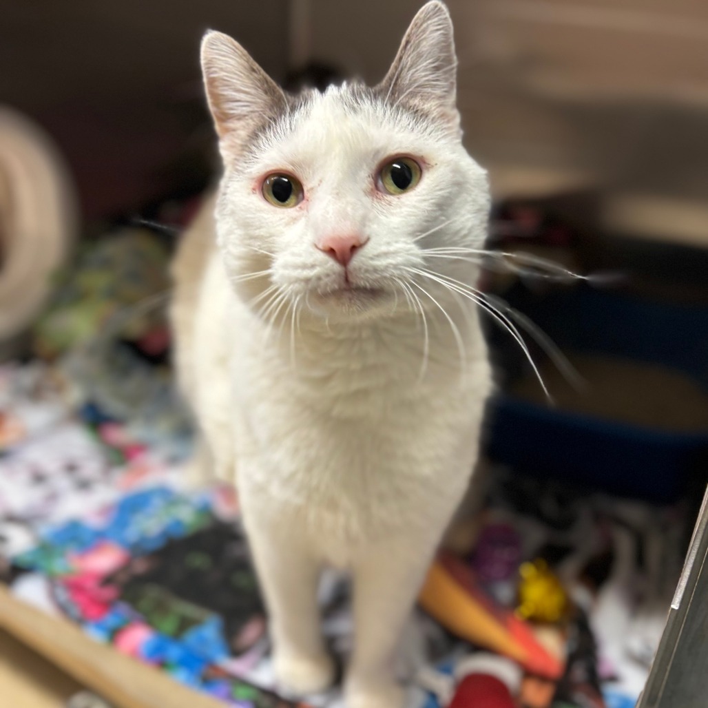 Gizmo--In Foster, an adoptable Domestic Short Hair in Fargo, ND, 58102 | Photo Image 1