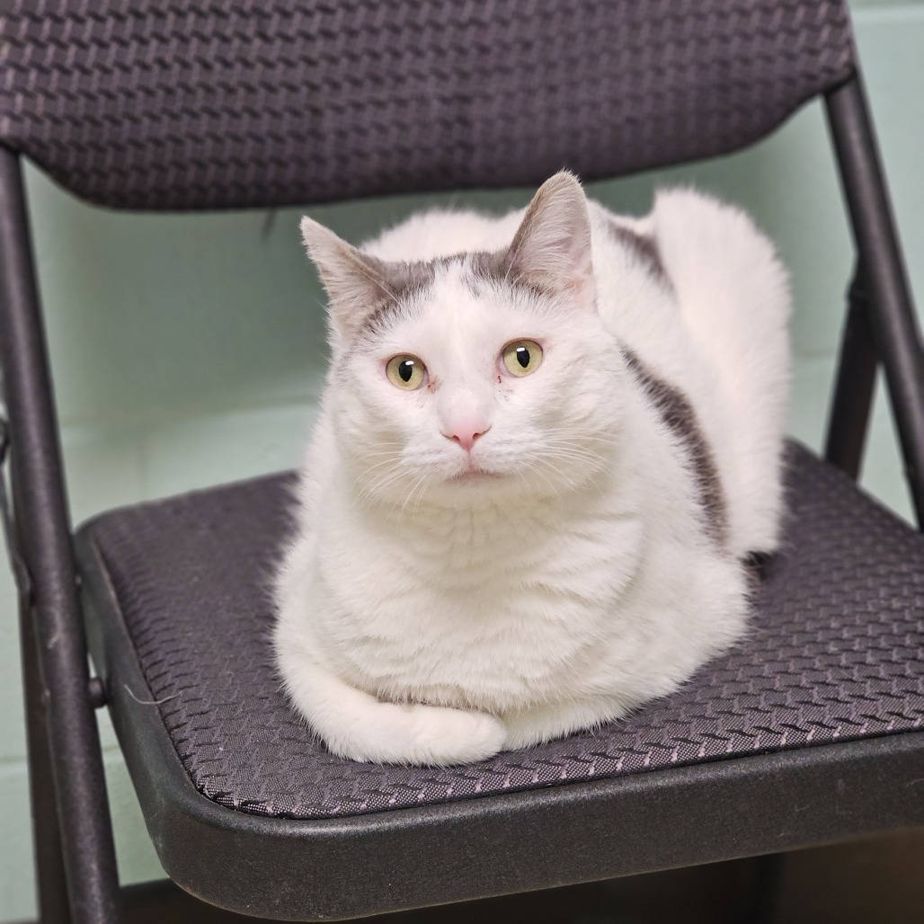 Gizmo--In Foster, an adoptable Domestic Short Hair in Fargo, ND, 58102 | Photo Image 2