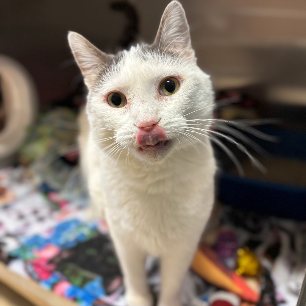 Gizmo--In Foster, an adoptable Domestic Short Hair in Fargo, ND, 58102 | Photo Image 3