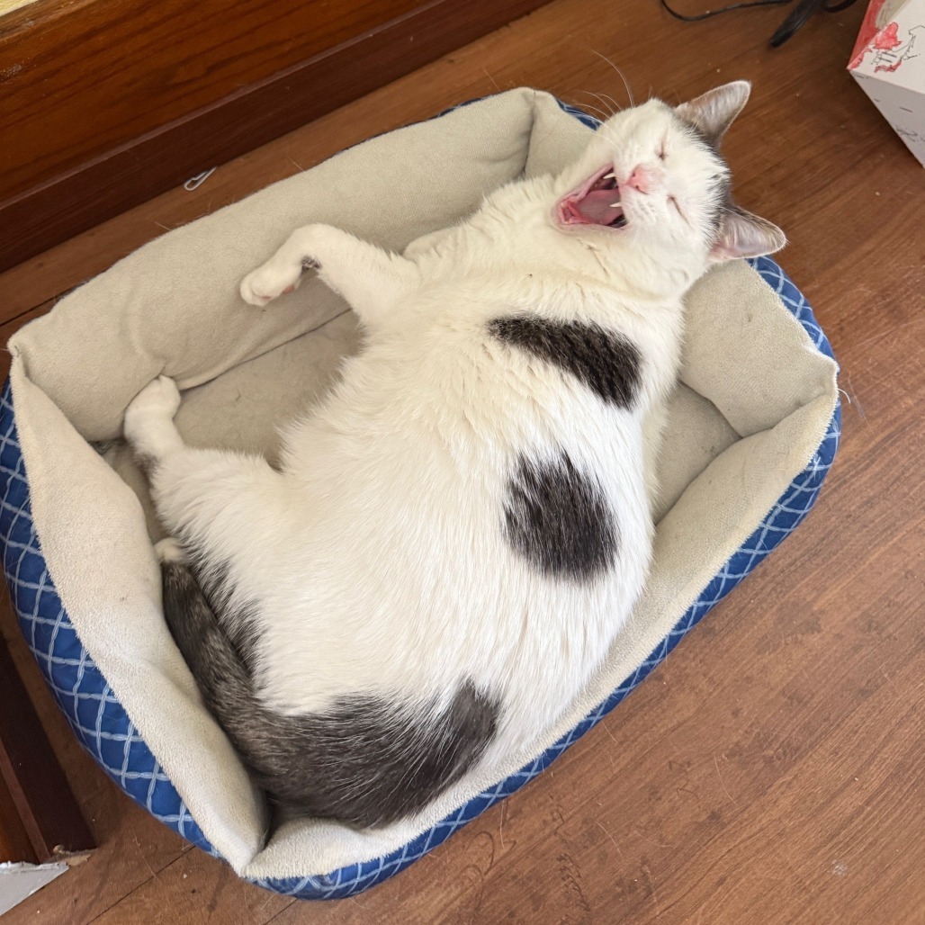 Gizmo--In Foster, an adoptable Domestic Short Hair in Fargo, ND, 58102 | Photo Image 4