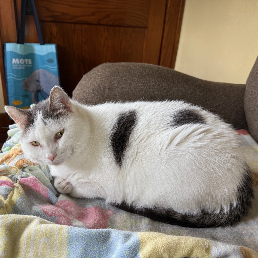 Gizmo--In Foster, an adoptable Domestic Short Hair in Fargo, ND, 58102 | Photo Image 5