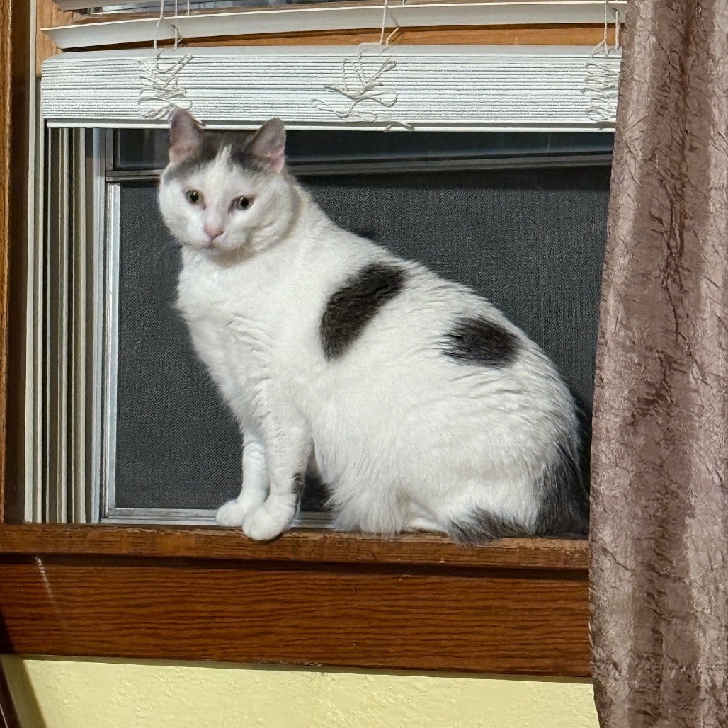 Gizmo--In Foster, an adoptable Domestic Short Hair in Fargo, ND, 58102 | Photo Image 6
