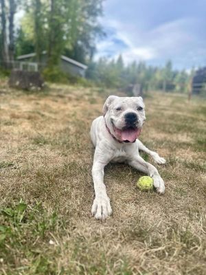 Bubbles 2 YO Female 55 Pounds Dog Friendly Leash Trained Fostered in Yelm WA Hi Im Bubbles If yo
