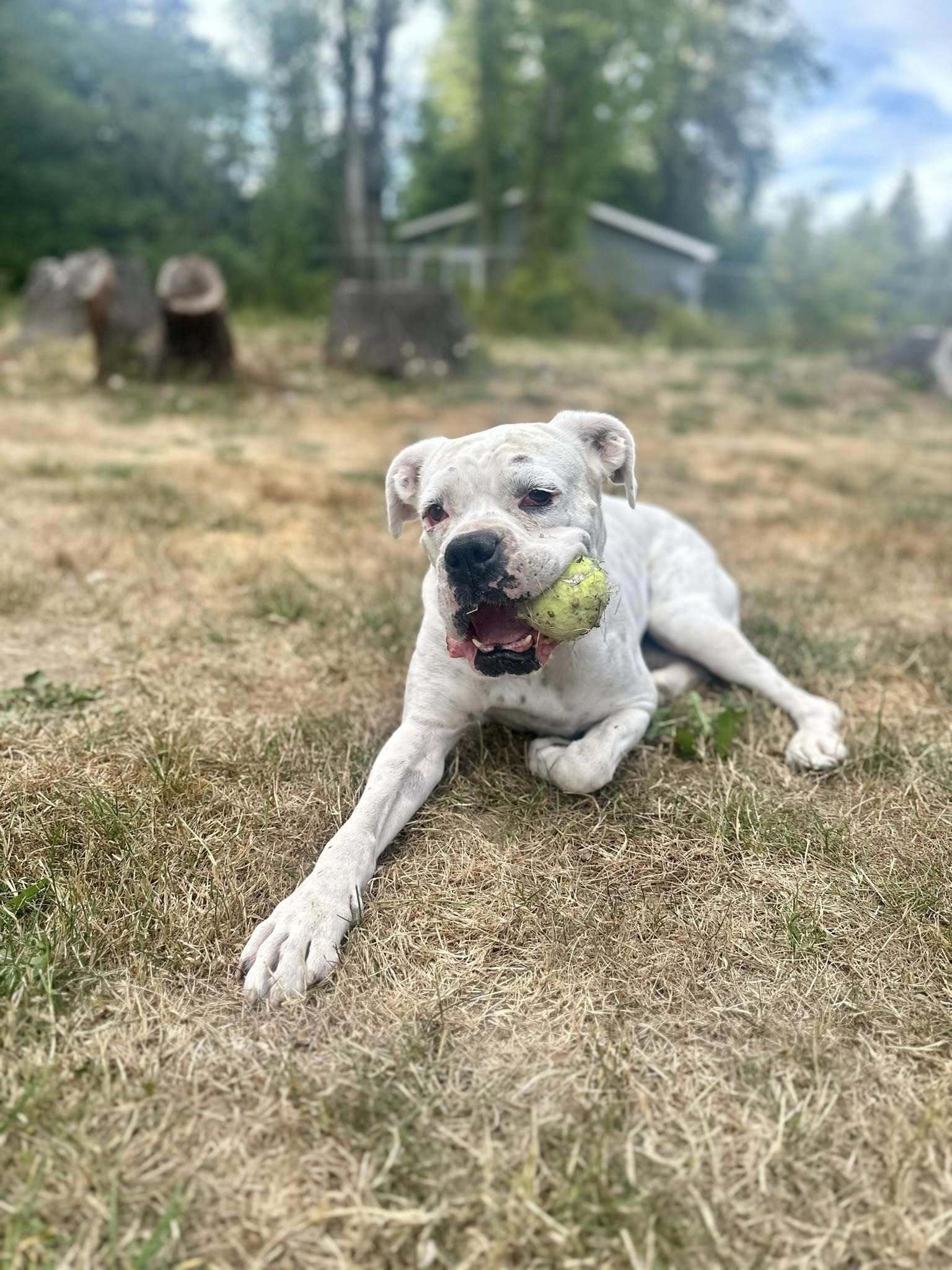 Bubbles