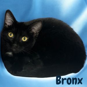 Bronx, Young Male Domestic Short Hair