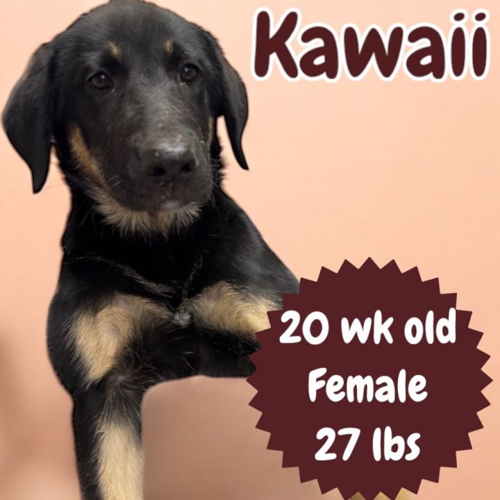 Kawaii 1