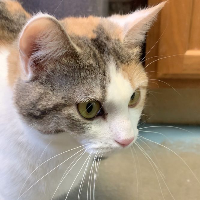 Rosie