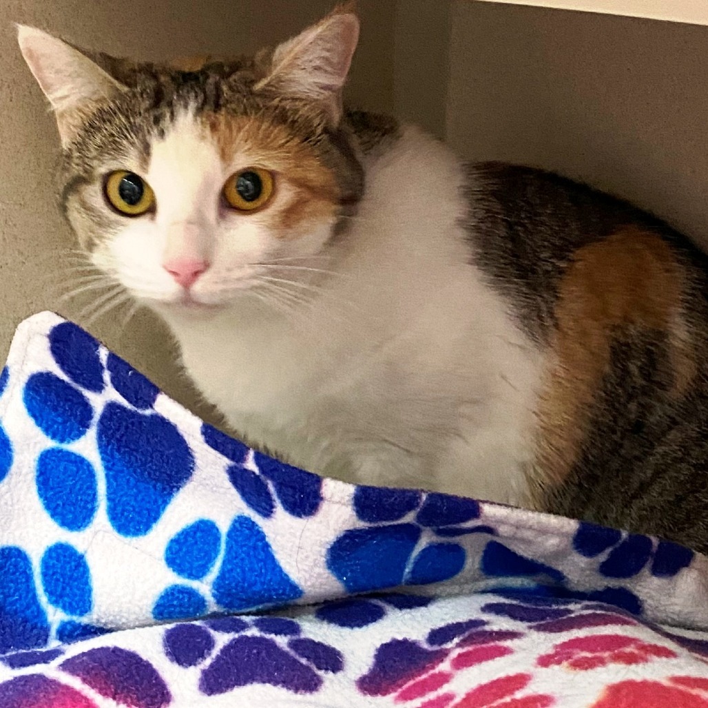 Rosie, an adoptable Domestic Short Hair in Pagosa Springs, CO, 81147 | Photo Image 2
