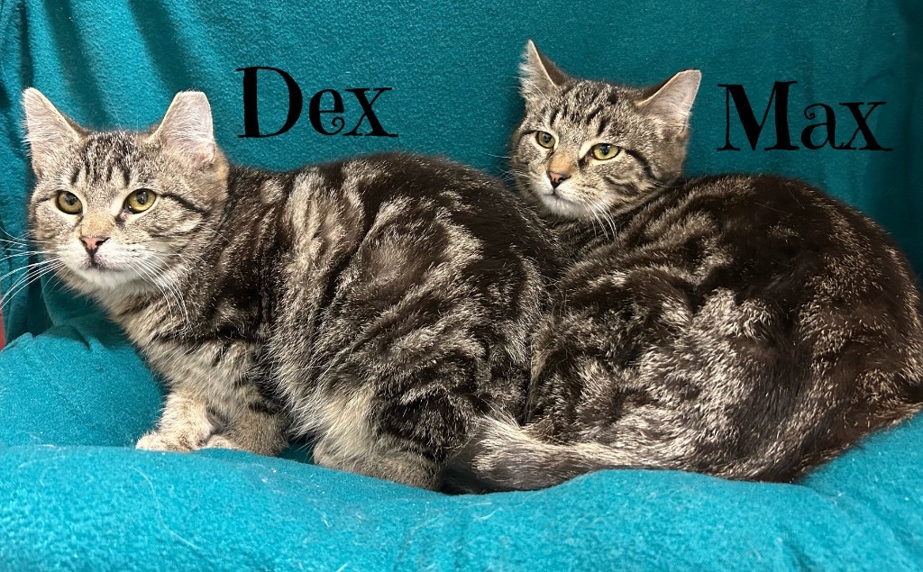 Dex