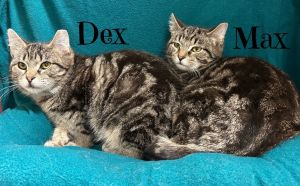 Dex