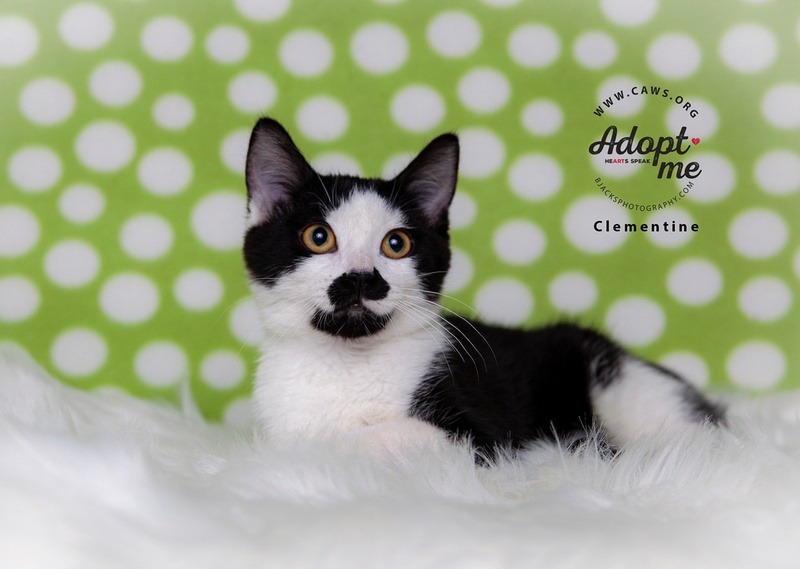 Clementine, an adoptable Domestic Short Hair in Salt Lake City, UT, 84117 | Photo Image 1