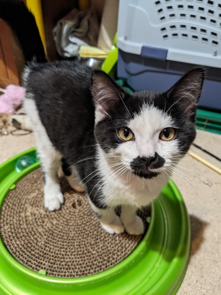 Clementine, an adoptable Domestic Short Hair in Salt Lake City, UT, 84117 | Photo Image 2