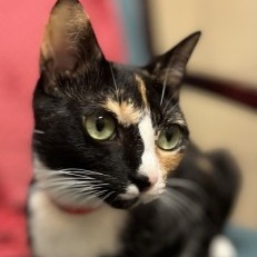 Sophia