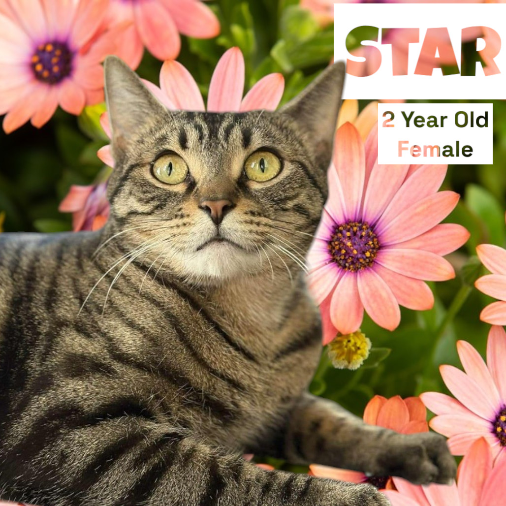 Star