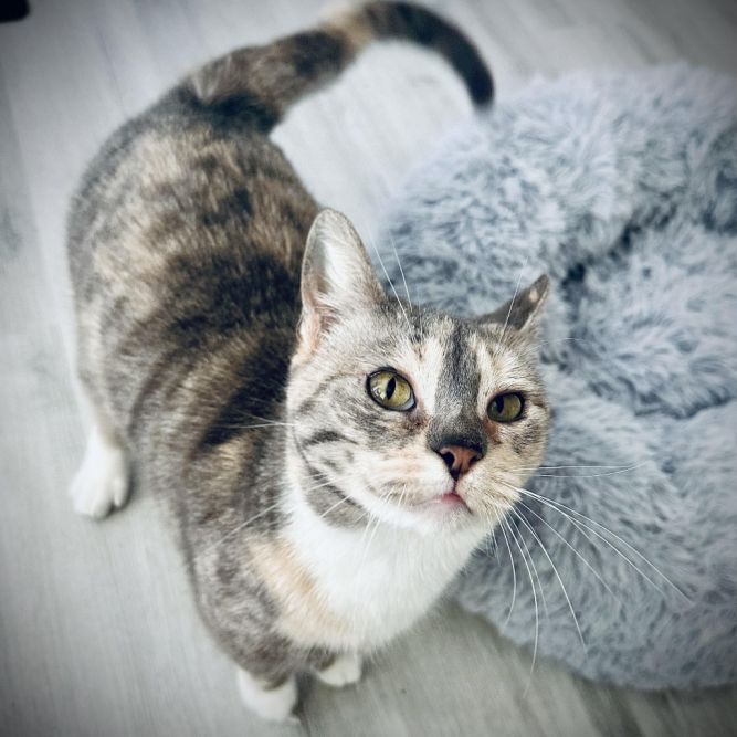 Ysera