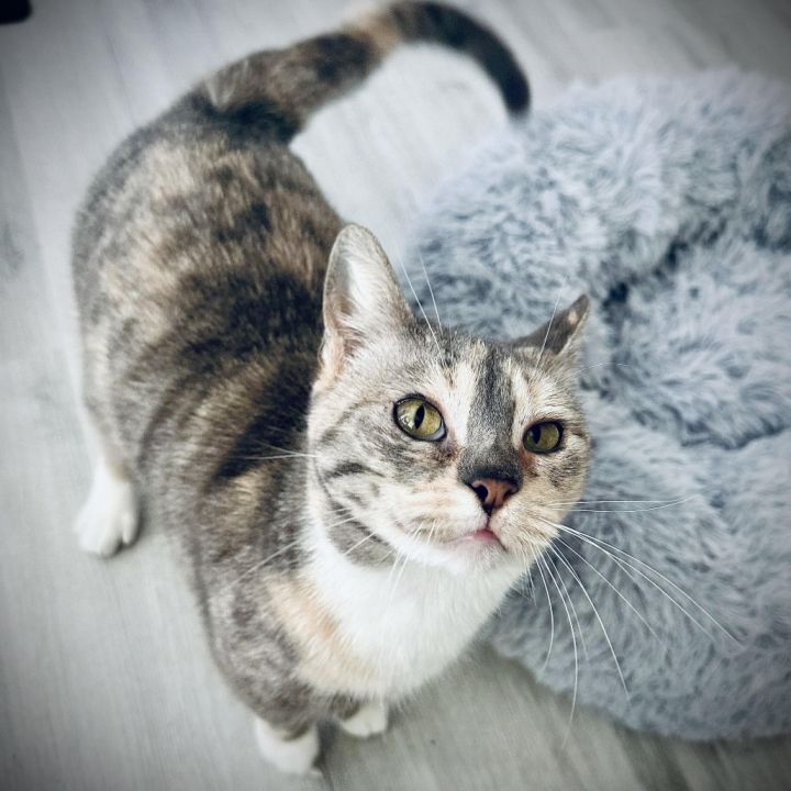 Ysera 1