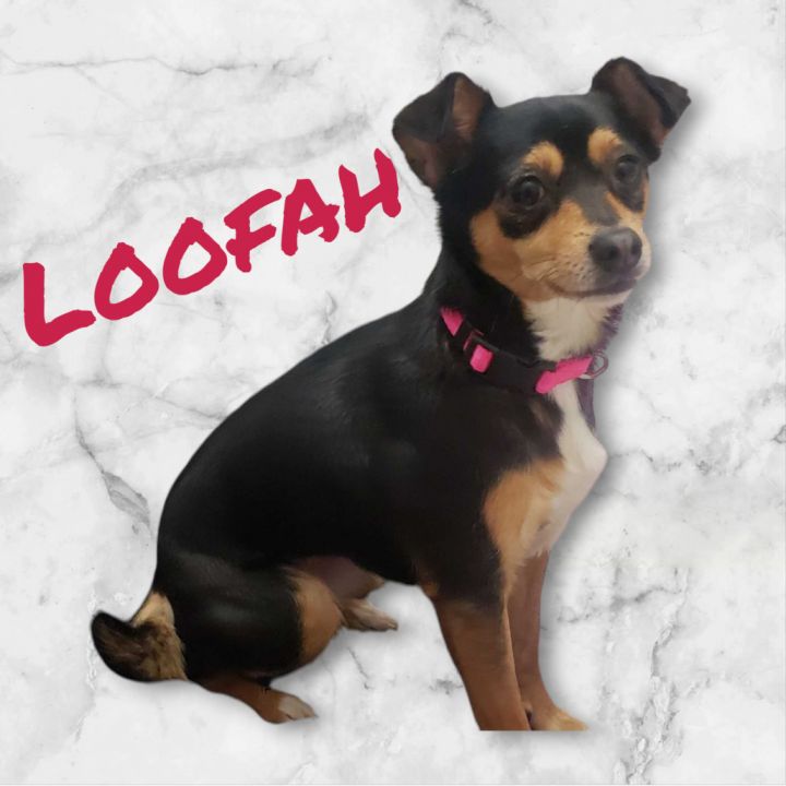 Loofah 1