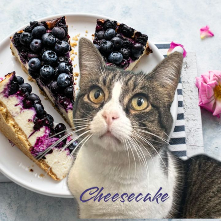 Cheesecake 1