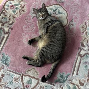 Peppa, Adult Female unknown