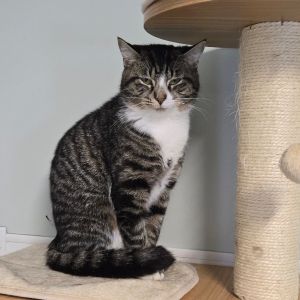 Ellie, Adult Female unknown