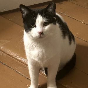 Sneakers, Adult Female unknown