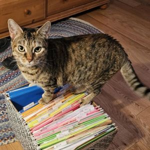 Gisa- $25 Bissell Sponsored Adoption Fee!, Adult Female Domestic Short Hair